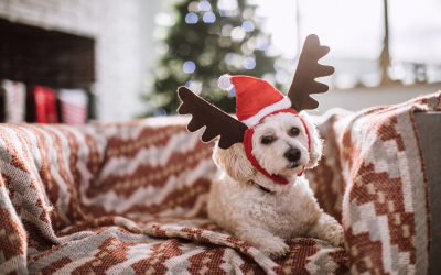 3 Pet Costume Ideas For Christmas