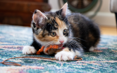 Popular Pet Toys That Are Loved By Cats